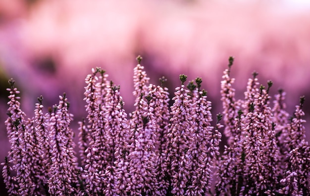 English lavender in a lavender field in the blurred nature