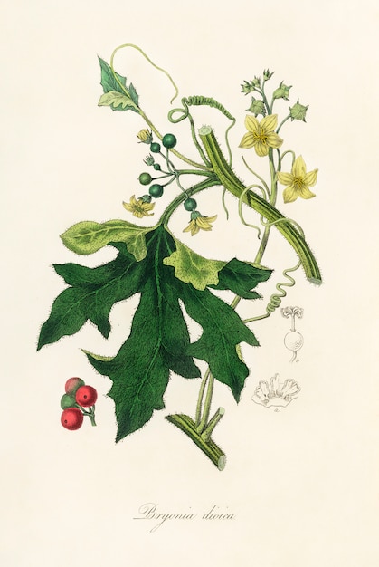 免费英语曼德拉草照片(bryonia dioica)插图从药用植物学(1836)