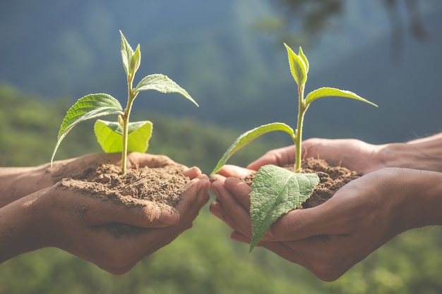 environmental conservation in the garden for children.