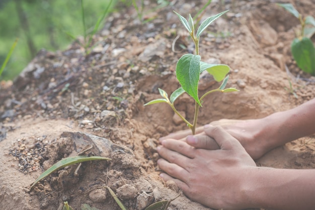 environmental conservation in the garden for children.