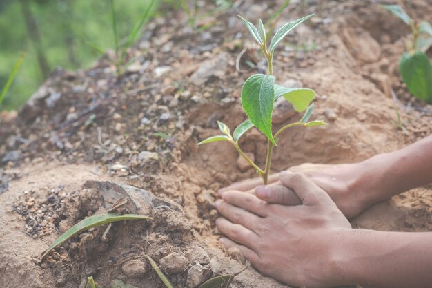 environmental conservation in the garden for children.