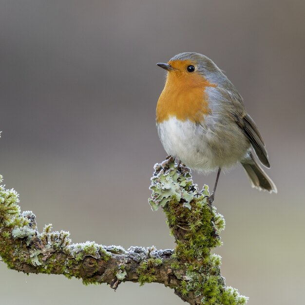 이끼 낀 나뭇 가지에 자리 잡고있는 Erithacus Rubecula 새