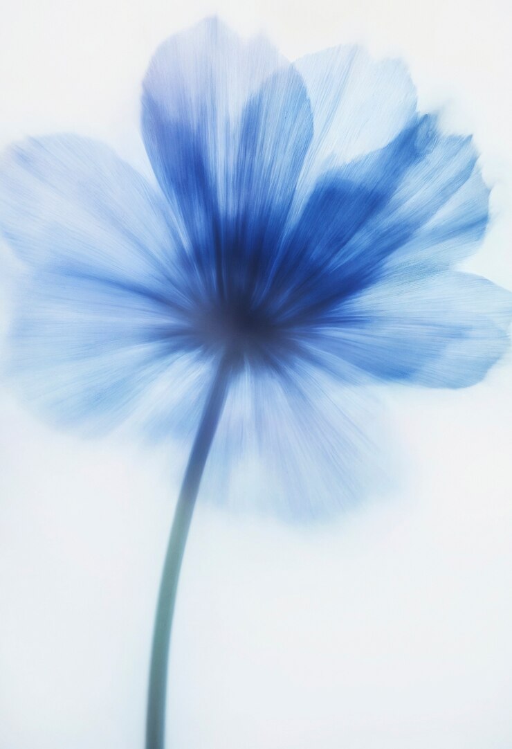 무료 Photo 스튜디오에서 에테리얼 꽃