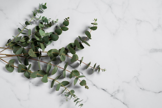 Free photo eucalyptus plant on table top view