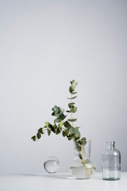 Eucalyptus plant in transparent vase