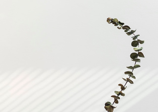 Eucalyptus round leaves by a white wall