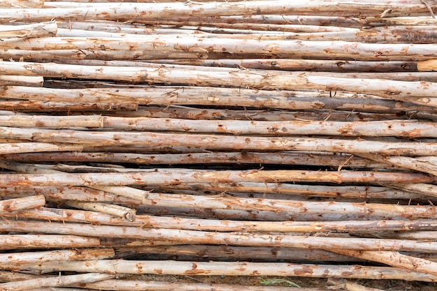 Eucalyptus tee log texture background