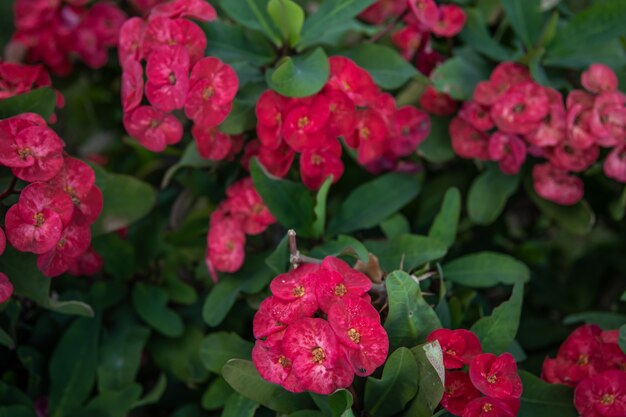 Euphorbia milii, the crown of thorns, called Corona de Cristo in Latin America is a species of flowering plant in the spurge family Euphorbiaceae