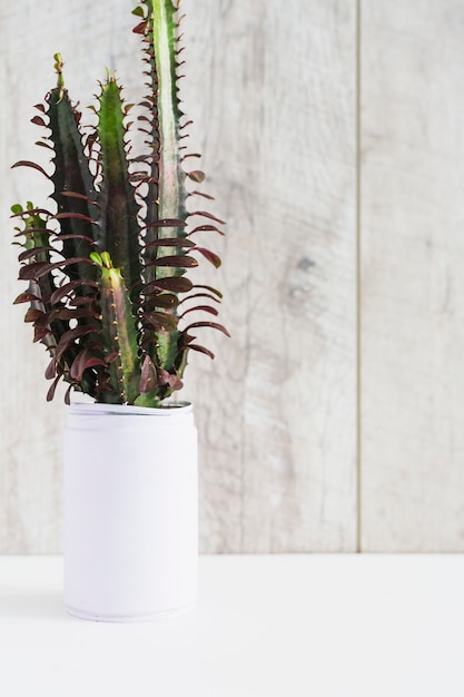 Euphorbia trigona in the white painted container against wooden background