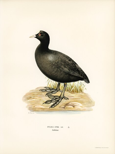 フォンライトの兄弟によって描かれたユーラシアンコウ（Fulica atra）。