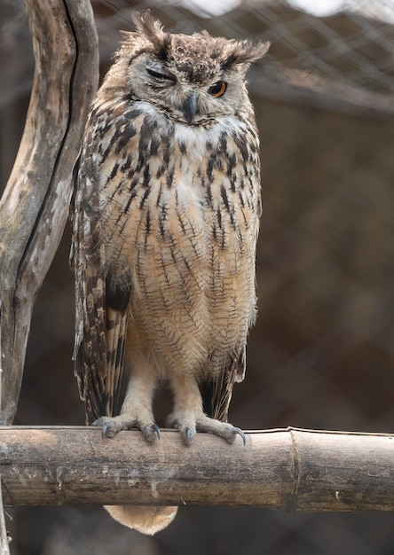 Eurasian Eagle-owl winking while perching on a wooden pole in the z