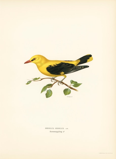 Free photo eurasian golden oriole male (oriolus oriolus bird) illustrated by the von wright brothers.