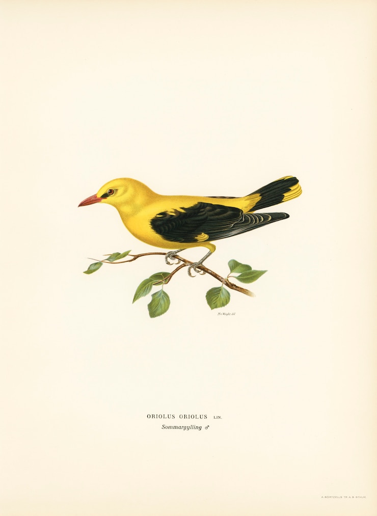 Free Photo eurasian golden oriole male (oriolus oriolus bird) illustrated by the von wright brothers.