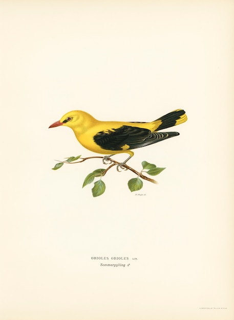Евразийский самец золотого иволга (Oriolus oriolus bird), иллюстрированный братьями фон Райт.