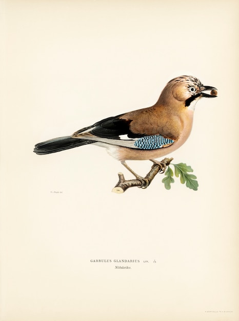 Ghiandaia euroasiatica (garrulus glandarius) illustrata dai fratelli von wright.