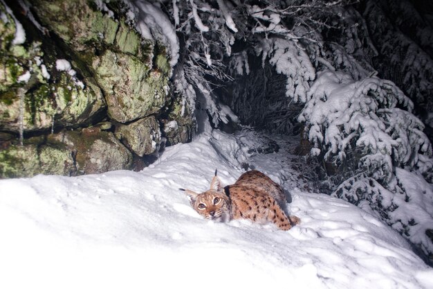 Eurasian lynx marking his spot during night