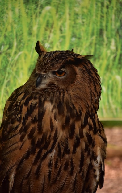 Free photo eurasian owl with it's head turned looking over it's shoulder.