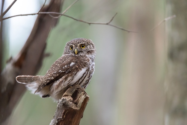 An Eurasian pygmy owl sits on a branch in Sweden.