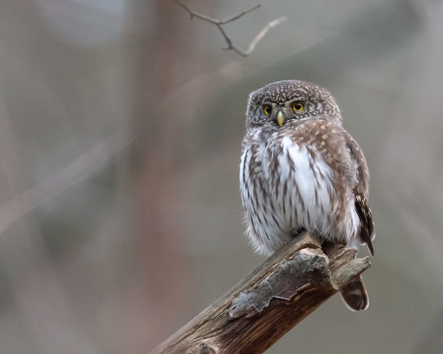 An Eurasian pygmy owl sits on a branch in Sweden.
