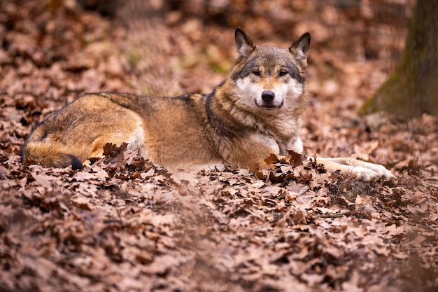 Евразийский волк в белой зимней среде обитания. красивый зимний лес. дикие животные в природной среде. европейское лесное животное. canis волчанка.