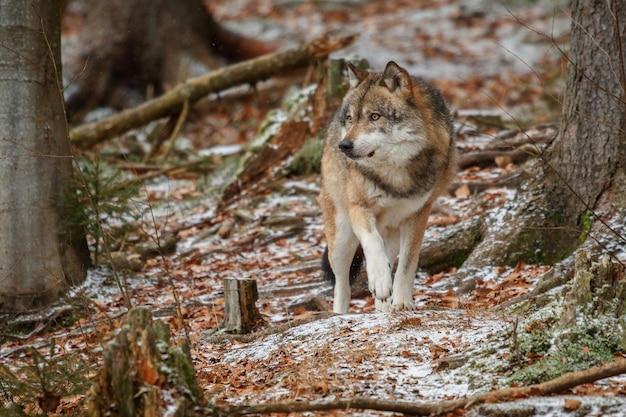 Il lupo eurasiatico è in piedi nell'habitat naturale della foresta bavarese
