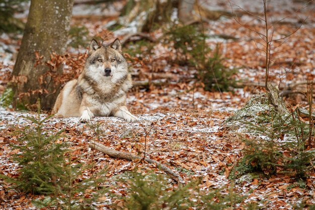 유라시아 늑대는 바이에른 숲의 자연 서식지에 서 있습니다.