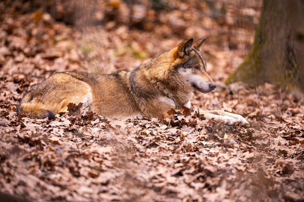 Eurasian wolf in white winter habitat,. Beautiful winter forest. Wild animals in nature environment. European forest animal. Canis lupus lupus.