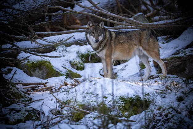 하얀 겨울 서식지에 있는 유라시아 늑대. 아름 다운 겨울 숲입니다. 자연 환경에서 야생 동물입니다. 유럽의 숲 동물. 큰개자리 루푸스.