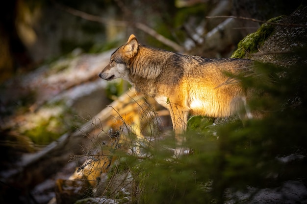 Eurasian wolf in white winter habitat,. Beautiful winter forest. Wild animals in nature environment. European forest animal. Canis lupus lupus.