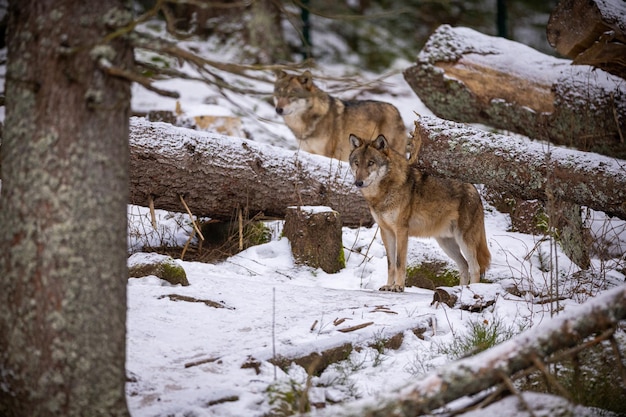 Free Photo | Eurasian wolf in white winter habitat,. beautiful winter forest. wild animals in nature environment. european forest animal. canis lupus lupus. Free Photo | Eurasian wolf in white winter habitat,. beautiful winter forest. wild animals in nature environment. european forest animal. canis lupus lupus.