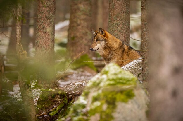 白い冬の生息地のヨーロッパオオカミ、。美しい冬の森。自然環境の野生動物。ヨーロッパの森の動物。 Canis lupuslupus。