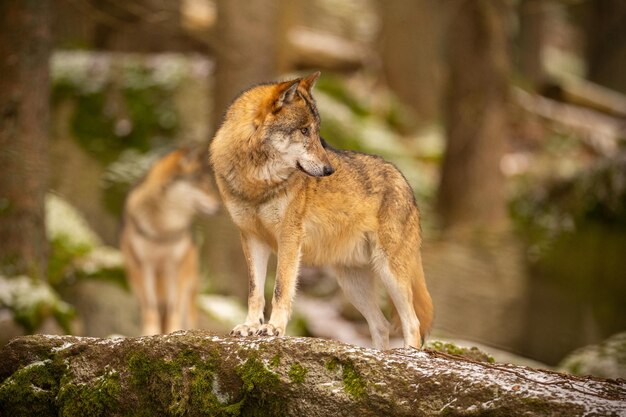 하얀 겨울 서식지에 있는 유라시아 늑대. 아름 다운 겨울 숲입니다. 자연 환경에서 야생 동물입니다. 유럽의 숲 동물. 큰개자리 루푸스.