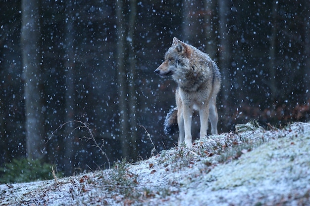 白い冬の生息地のヨーロッパオオカミ美しい冬の森