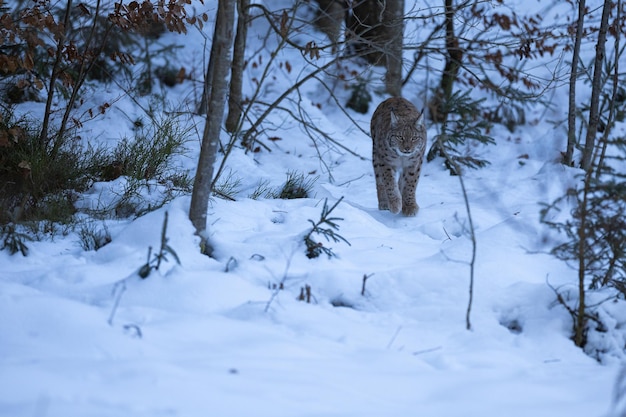 Euroasian lynx in the bavarian national park in eastern germany, european wild cats, animals in european forests, lynx lynx
