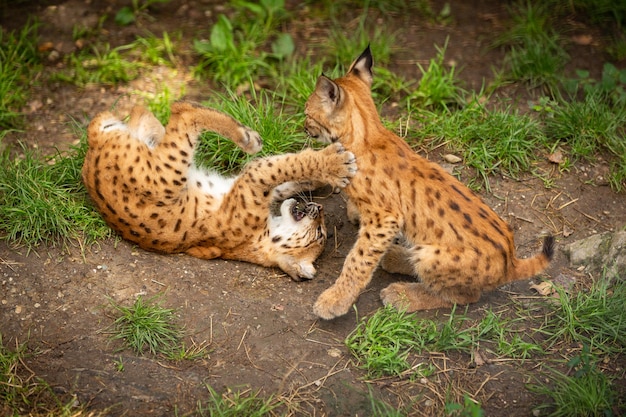 ドイツ東部のバイエルン国立公園のオオヤマネコヨーロッパの森のヨーロッパの野生の猫の動物オオヤマネコ