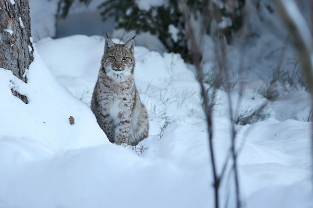 Lince euroasiatica nel parco nazionale bavarese nella germania orientale