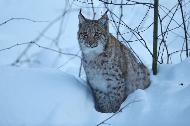 ドイツ東部のバイエルン国立公園のユーロアジアのオオヤマネコ