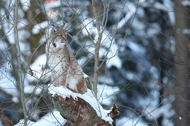 Euroasian lynx in the bavarian national park in eastern germany 