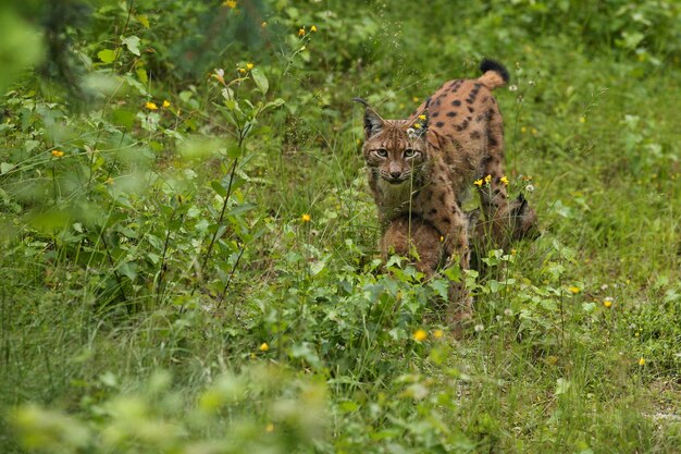 ドイツ東部のバイエルン国立公園で対面するユーロアジアのオオヤマネコ