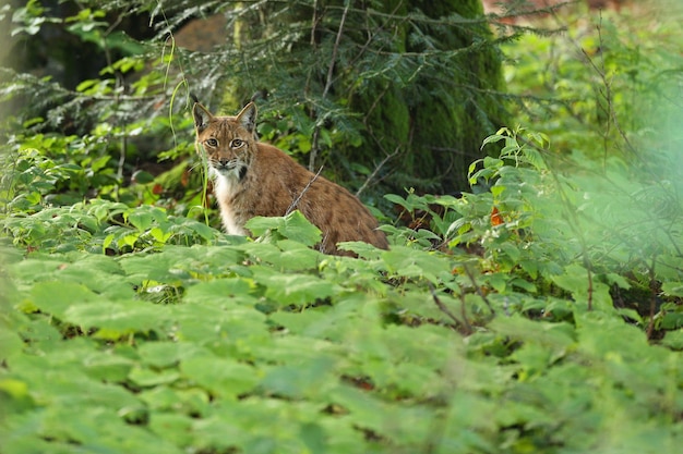 ドイツ東部のバイエルン国立公園で対面するユーロアジアのオオヤマネコ