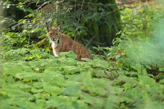 Euroasian lynx face to face in the bavarian national park in eastern germany