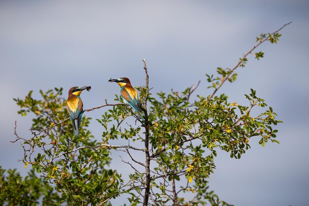 European beeeater in magnificient habitat of south moravian wine fields Bee eaters birds nesting and feeding Czech Republic wildlife