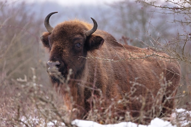 Foto gratuita bisonte europeo nella bellissima foresta bianca durante l'inverno bison bonasus
