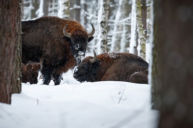 Зубр в красивом белом лесу зимой Bison bonasus