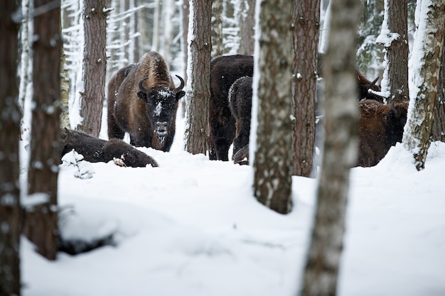 Зубр в красивом белом лесу зимой Bison bonasus