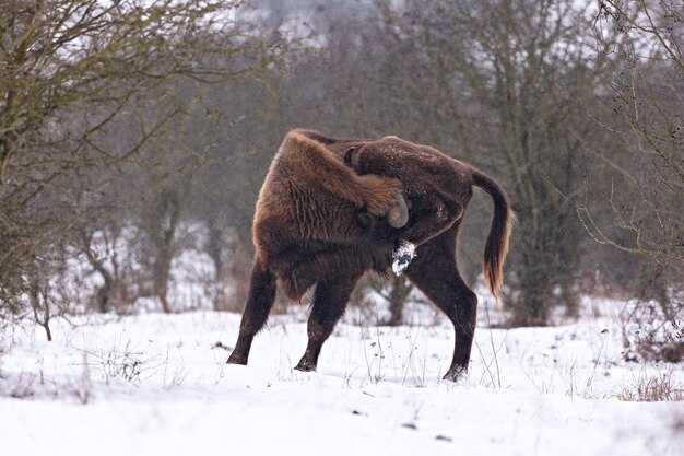European bison in the beautiful white forest during winter time Bison bonasus
