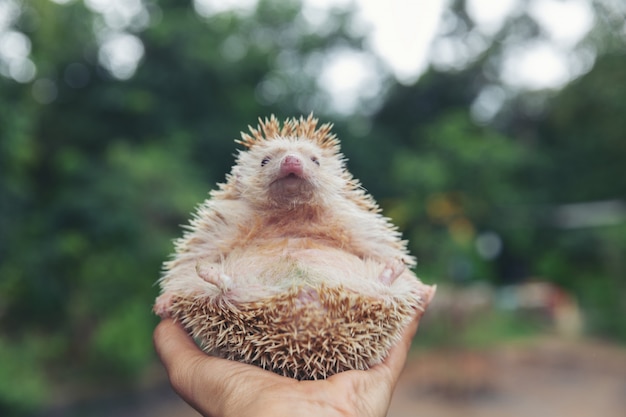 European hedgehog on hands in the natural garden habitat.