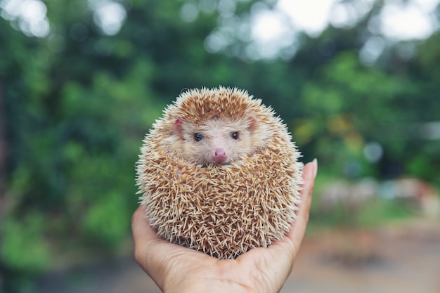 European hedgehog on hands in the natural garden habitat.