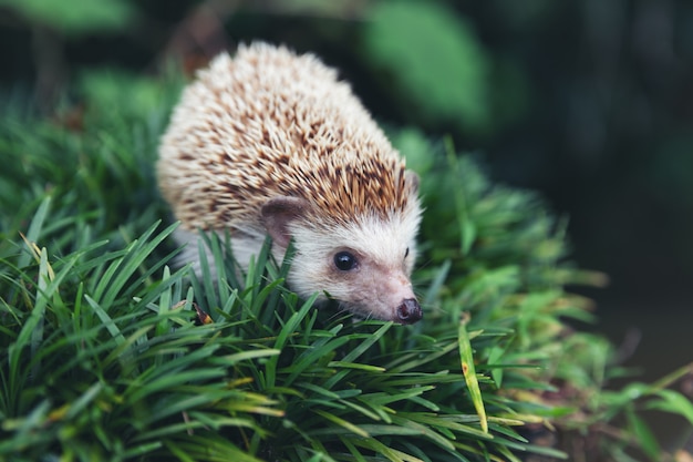 European hedgehog in natural garden habitat with green grass.