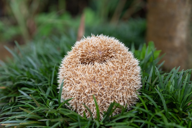 Istrice europeo nell'habitat naturale del giardino con erba verde.